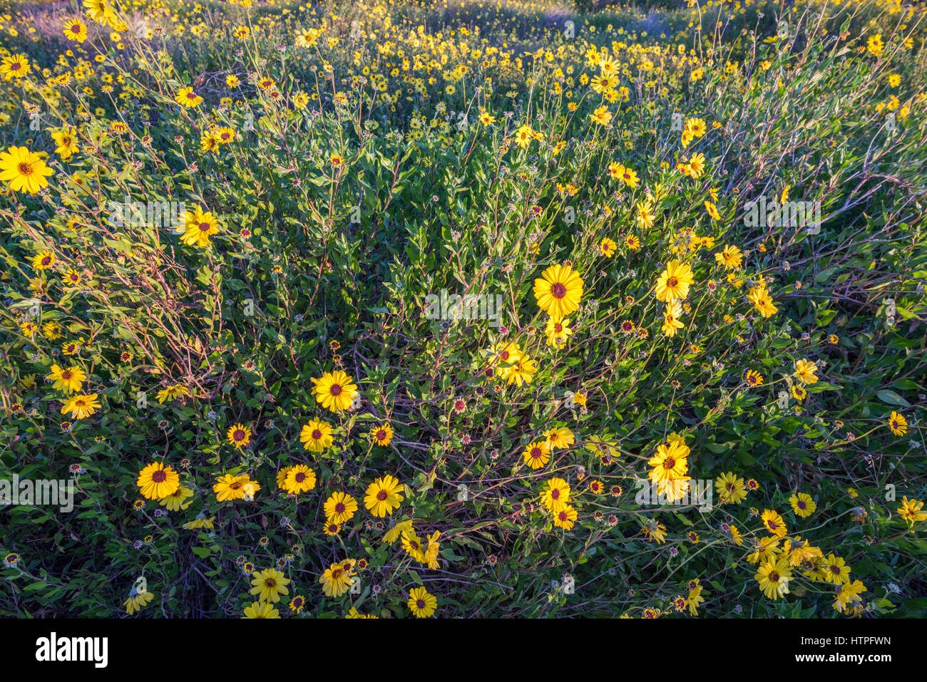 California wildflowers hires stock photography and images Alamy