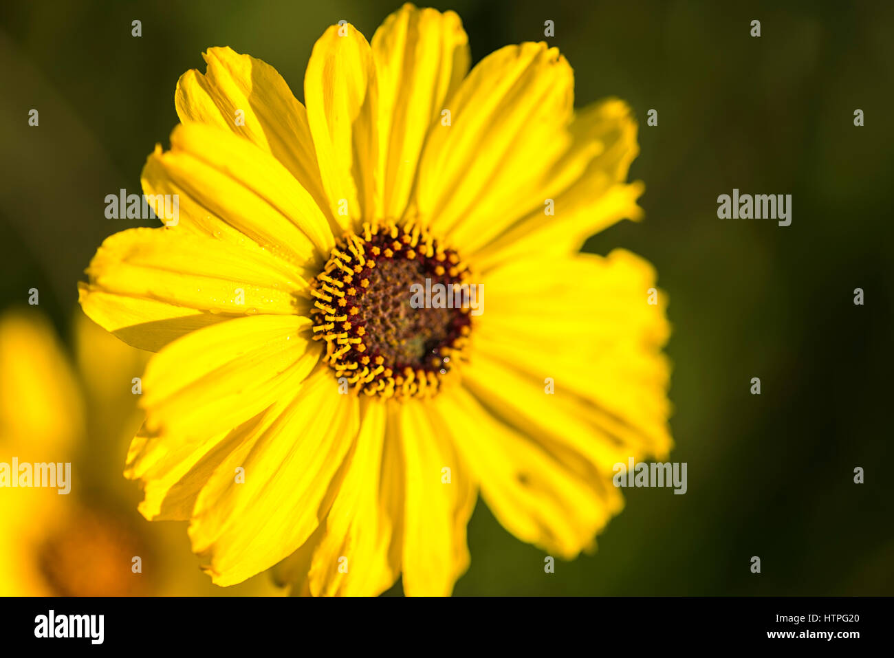 California wildflower hires stock photography and images Alamy