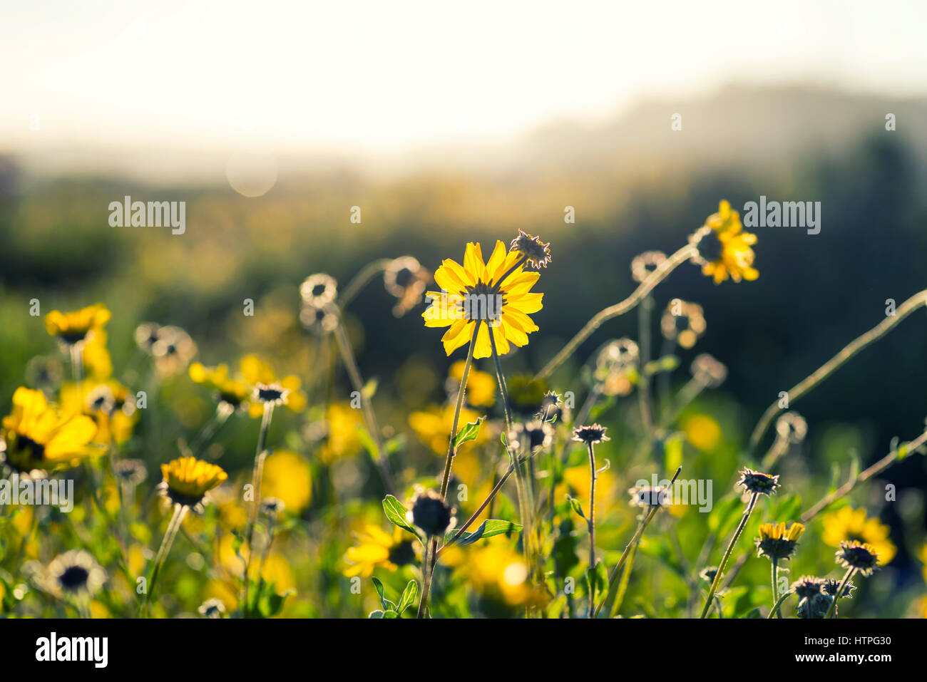 California wildflower hires stock photography and images Alamy