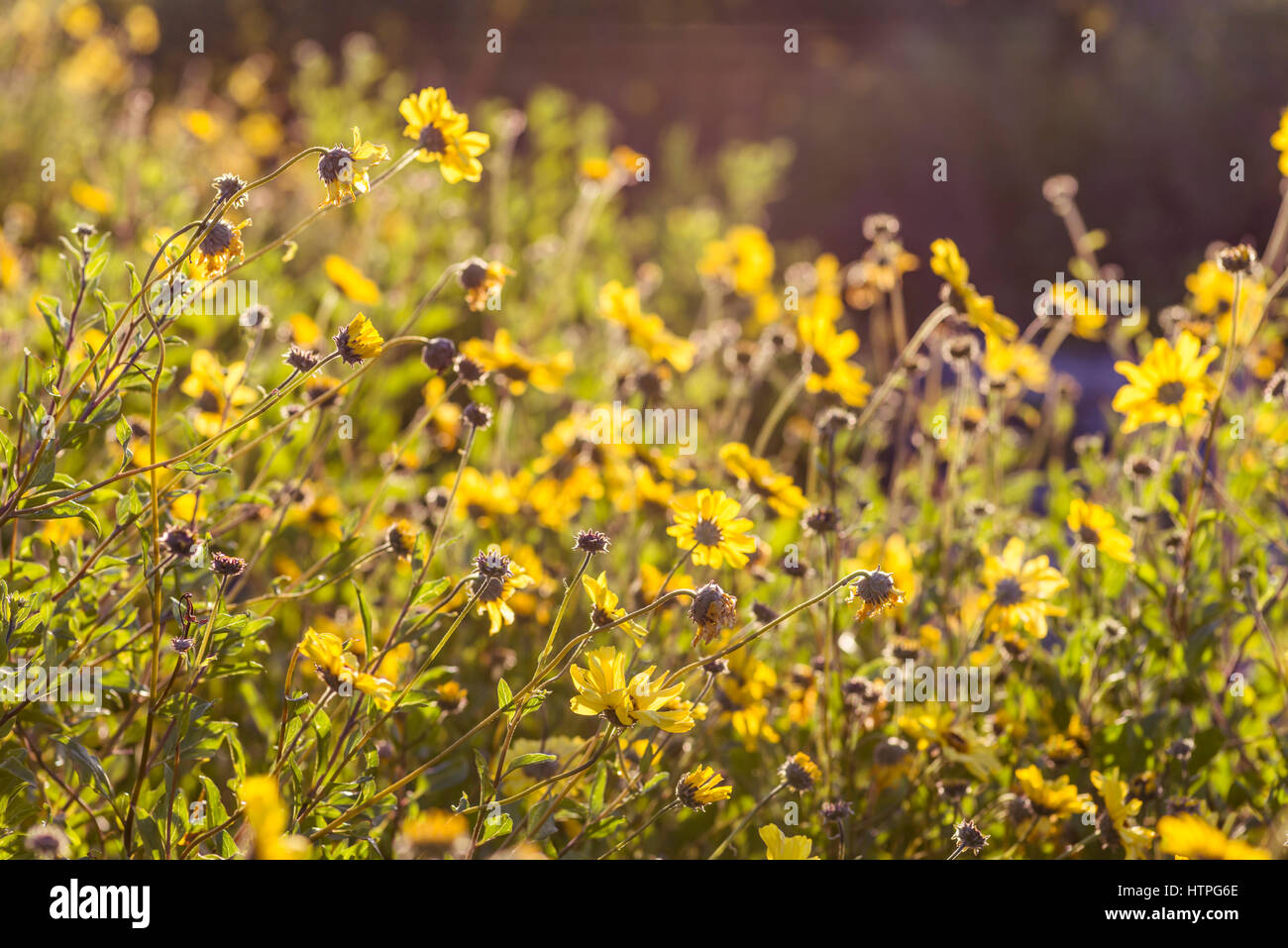 Yellow California wildflowers Stock Photo Alamy