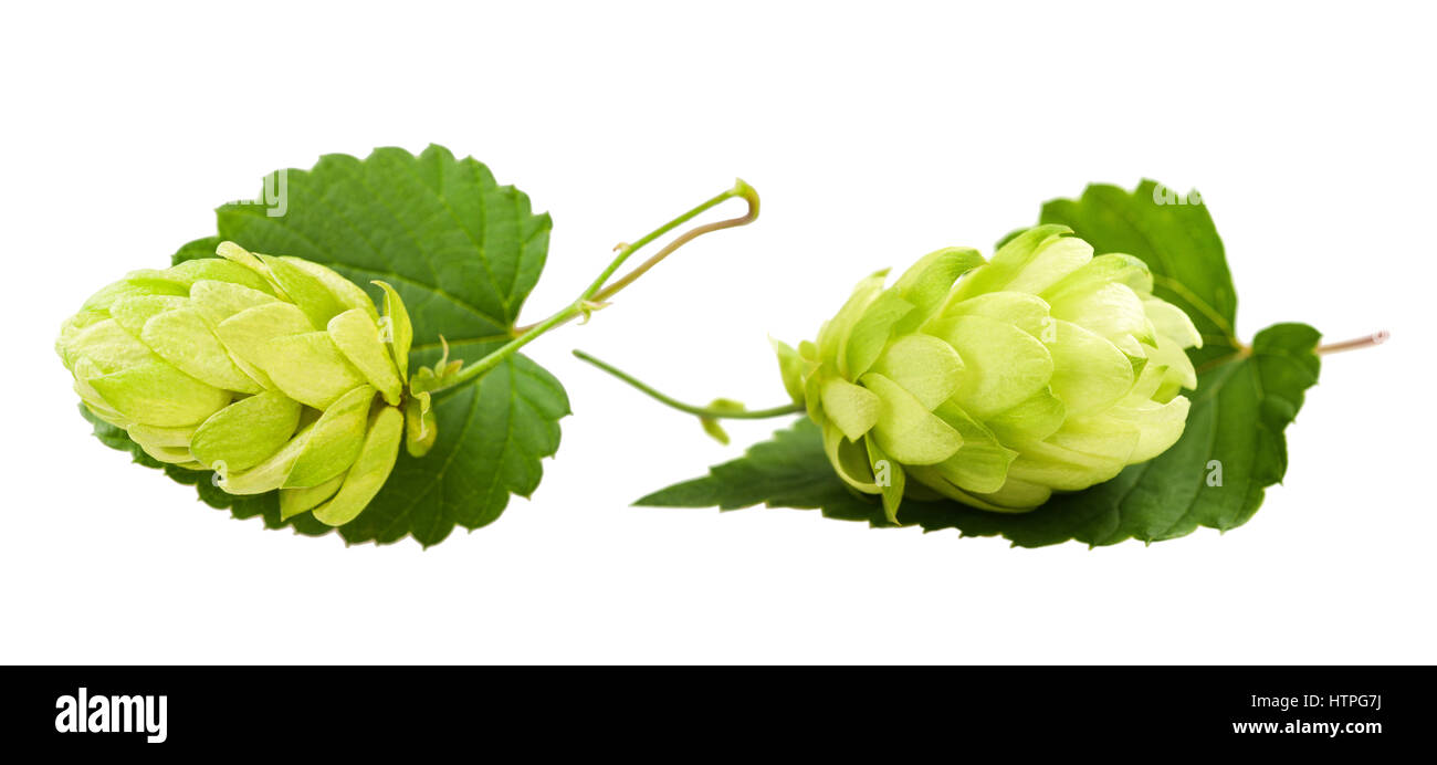 Two hop cones isolated on white Stock Photo