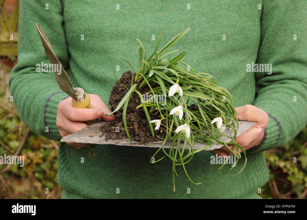 Gardener carries lifted snowdrops (galanthus nivalis) that are 'in the green' - still in leaf - ready for dividing and replanting in an English garden Stock Photo