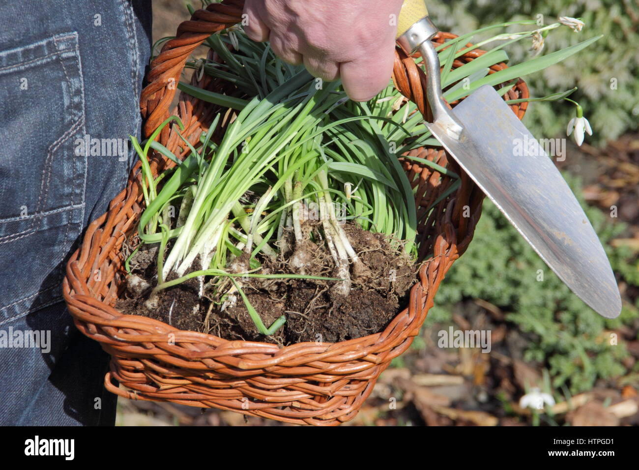 Dividing snowdrops. Snowdrops lifted in the green ready for dividing. UK Stock Photo