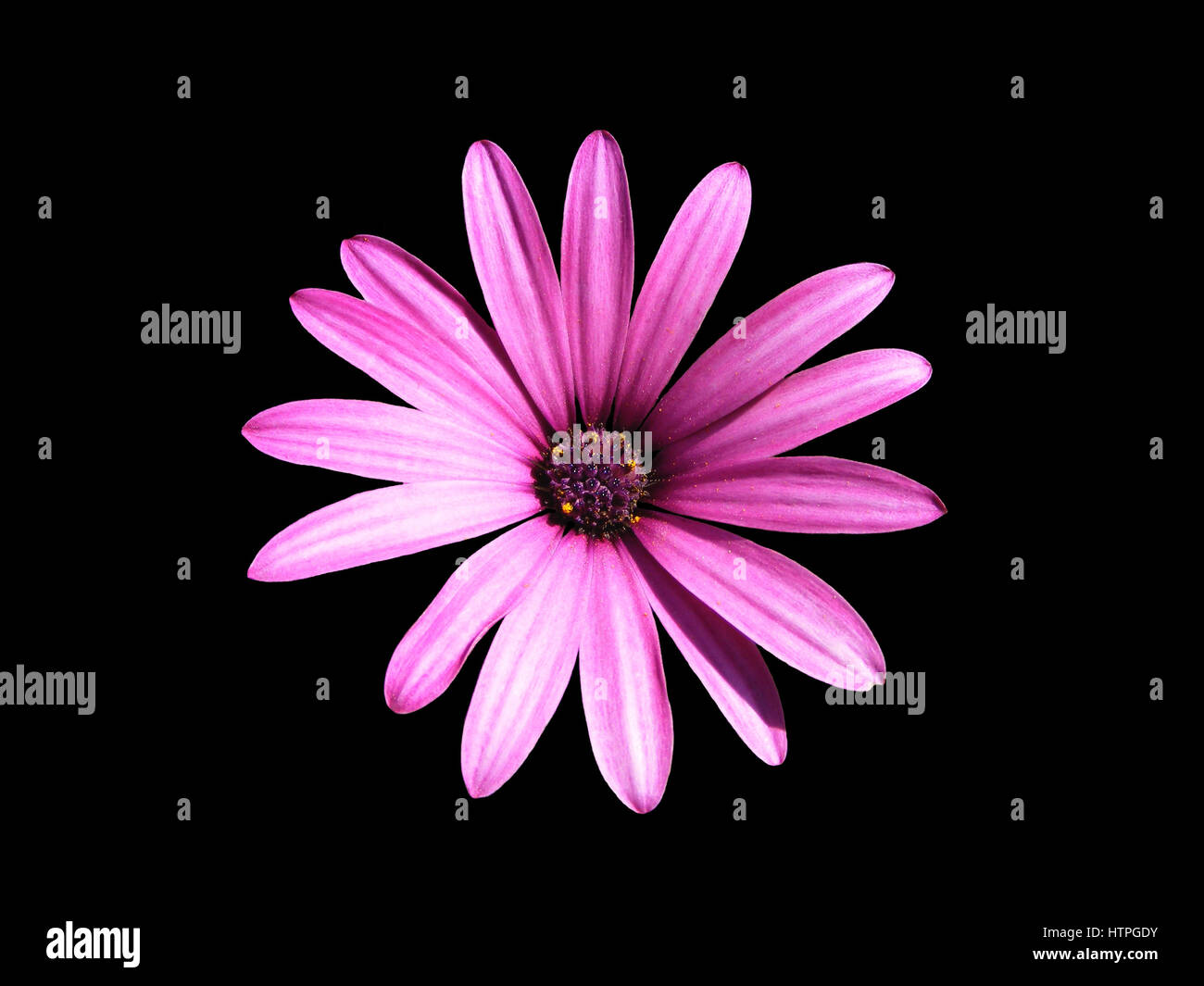 Purple Osteospermum on black background Stock Photo - Alamy