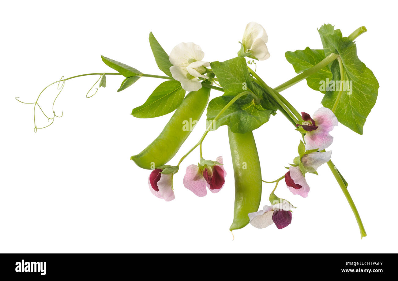 peas plant with flowers and pods  isolated on white Stock Photo
