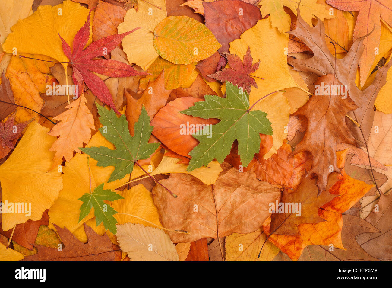 background made of fallen dried autumn leaves Stock Photo
