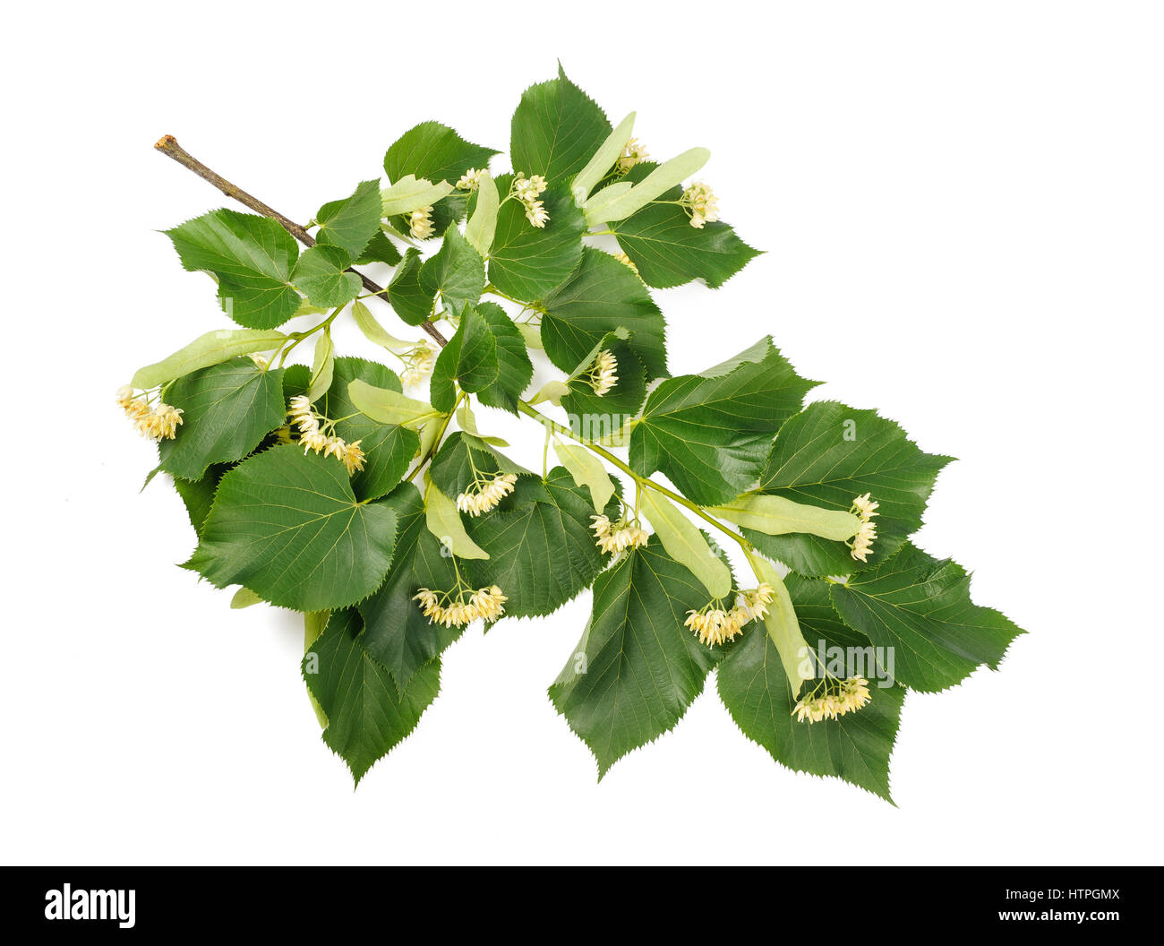 linden branch with bract and flowers isolated on white background Stock Photo