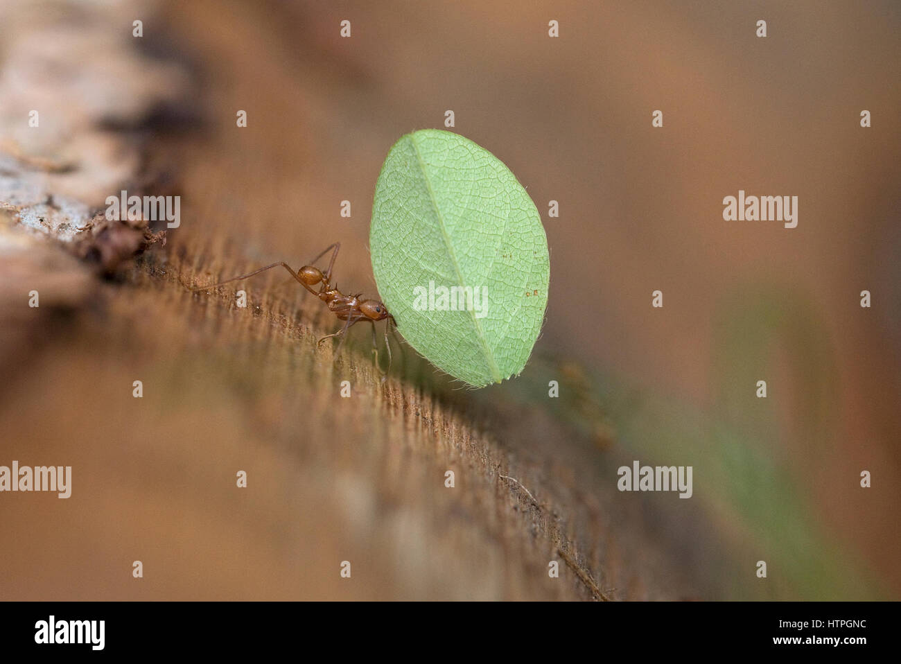 Leafcutter Ant (Atta cephalotes) Trinidad & Tobago TT February 2017 Stock Photo