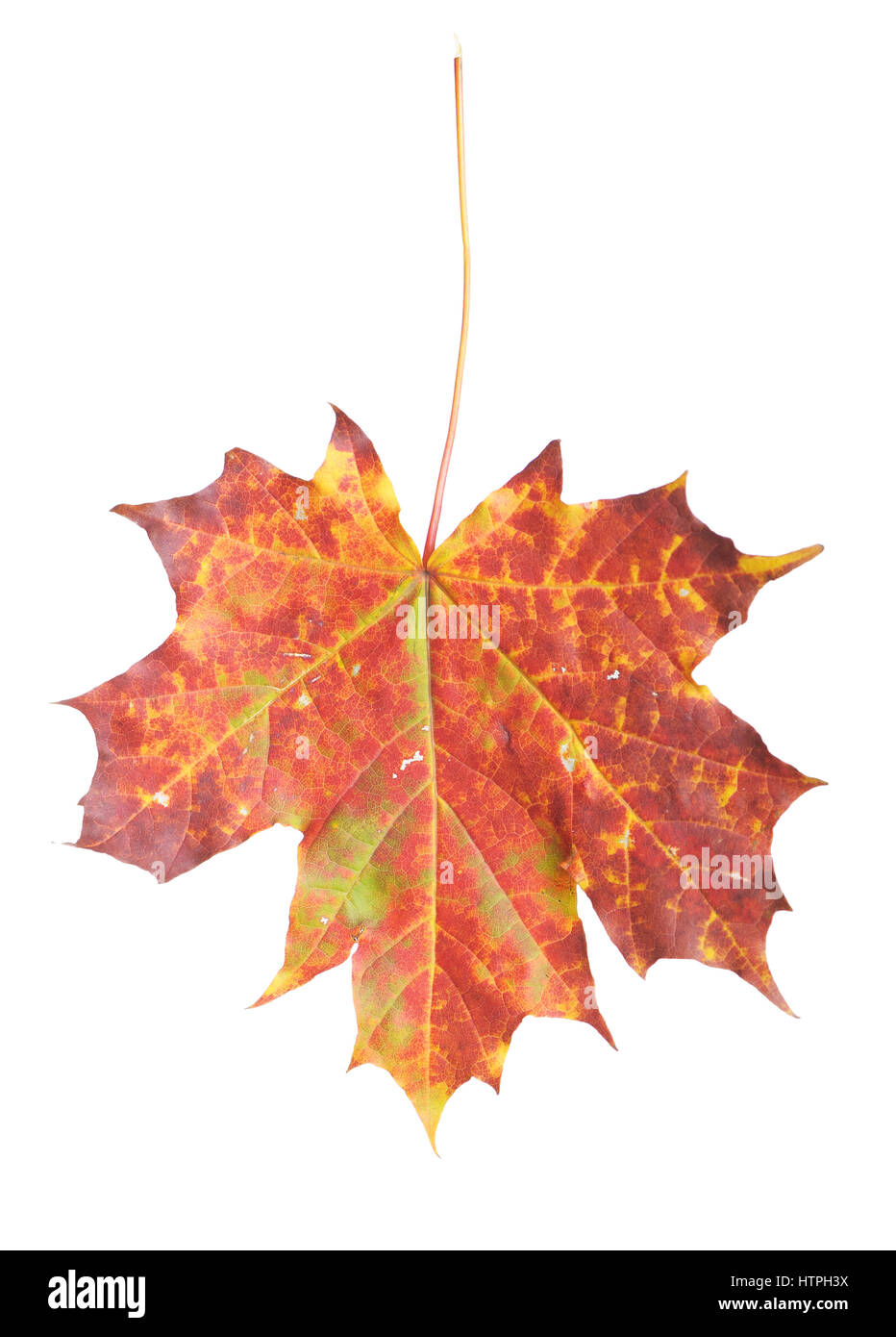 Maple leaf isolated on white background Stock Photo - Alamy