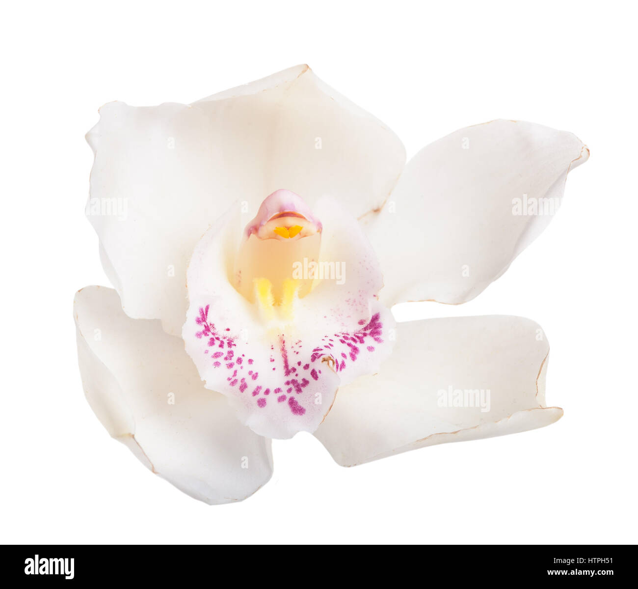 White tropical orchid flower isolated on white background Stock Photo ...