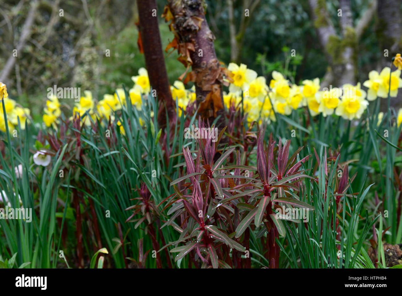 euphorbia griffithii fireglow, orange, yellow, daffodil, daffodils, mix, mixed, combination, planting scheme, spring, flowers, flowering, RM Floral Stock Photo