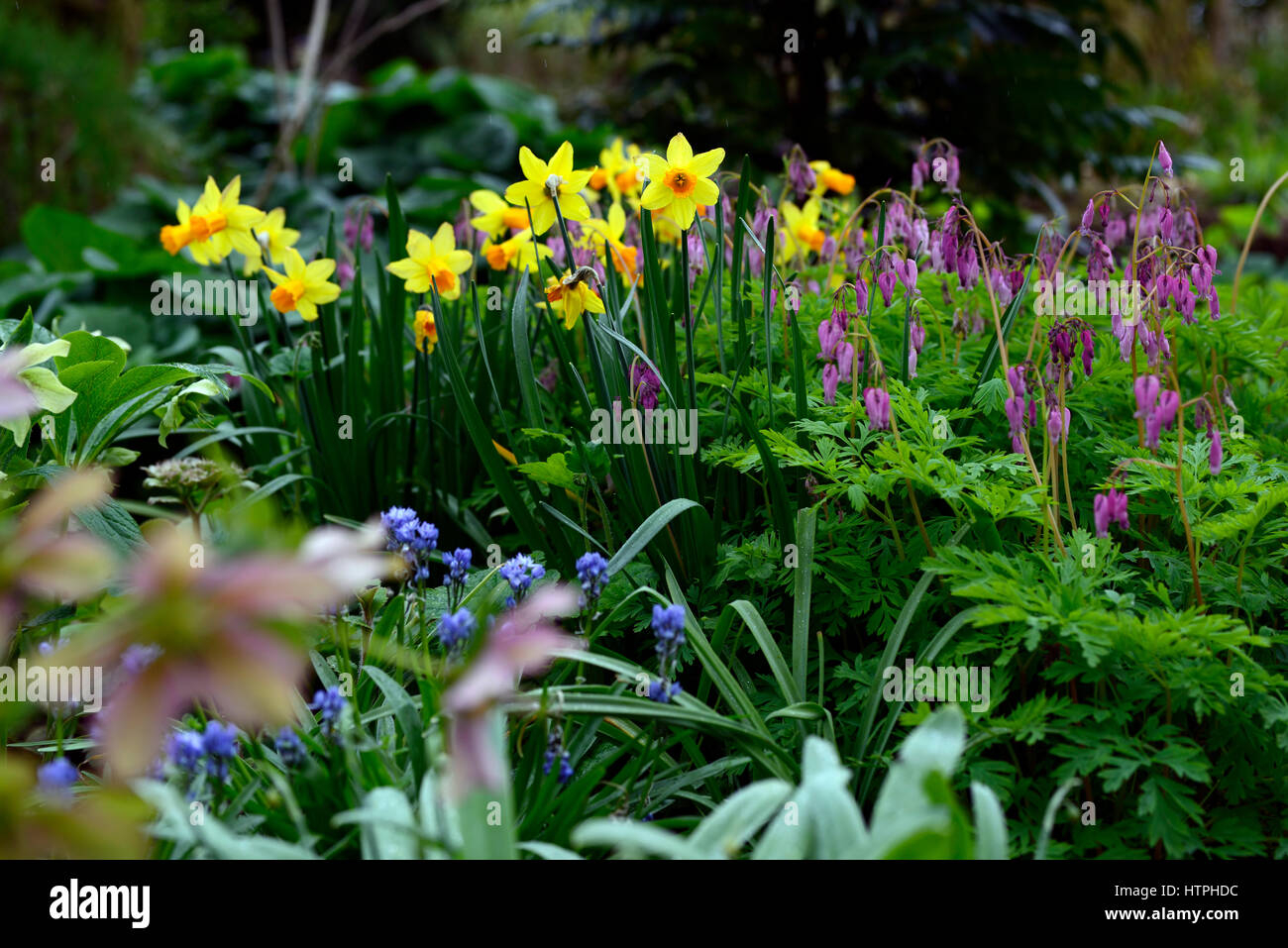 narcissus, daffodil, dicentra eximia, pink, flowers, bleeding hearts, ground cover, dense foliage, spring, flowering, perennial, RM Floral Stock Photo