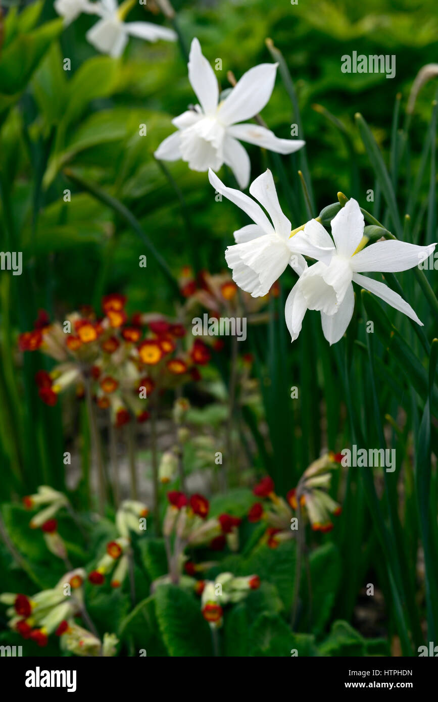 narcissus thalia, white, daffodil, daffodils, red, cowslip, Primula veris, mix mixed, flower, flowers, flowering, bed, border, spring, RM Floral Stock Photo