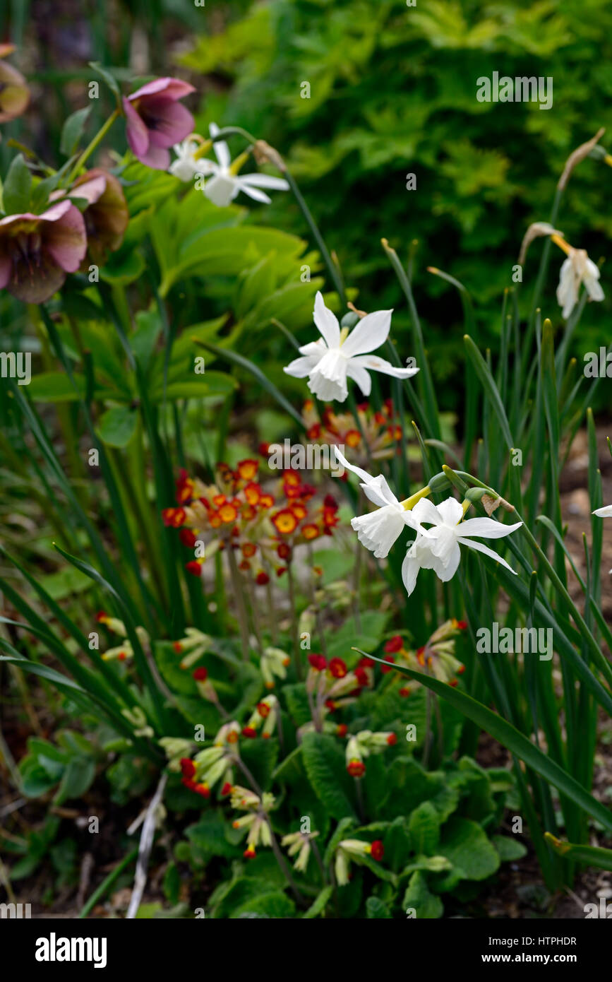 narcissus thalia, white, daffodil, daffodils, red, cowslip, Primula veris, mix mixed, flower, flowers, flowering, bed, border, spring, RM Floral Stock Photo