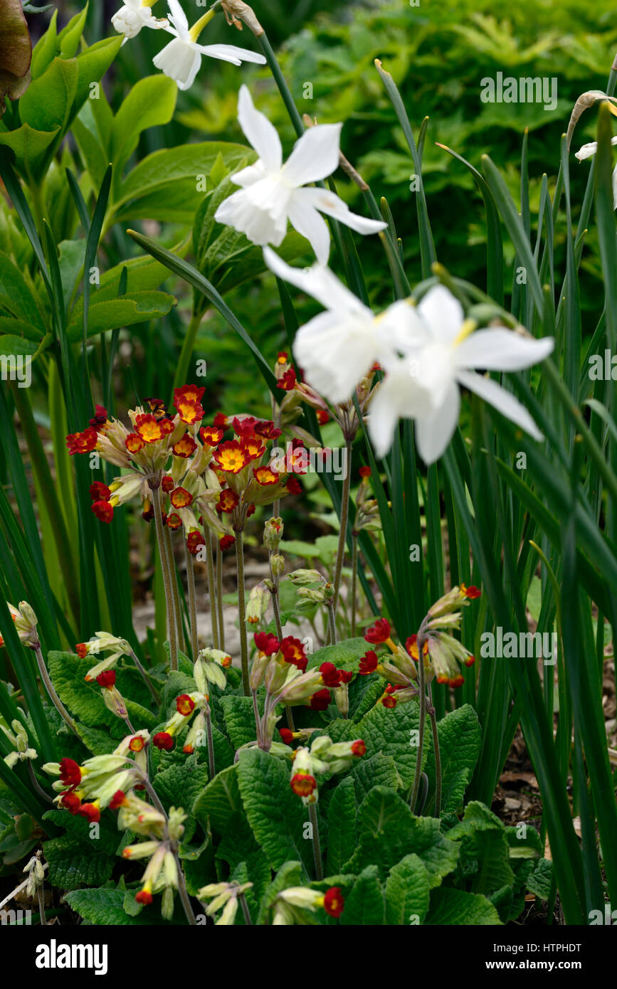 narcissus thalia, white, daffodil, daffodils, red, cowslip, Primula veris, mix mixed, flower, flowers, flowering, bed, border, spring, RM Floral Stock Photo