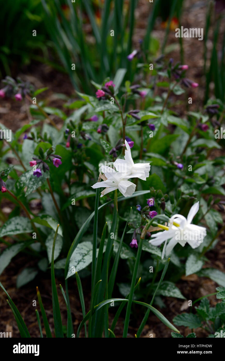 narcissus thalia, pulmonaria officinalis, lungwort, purple, white