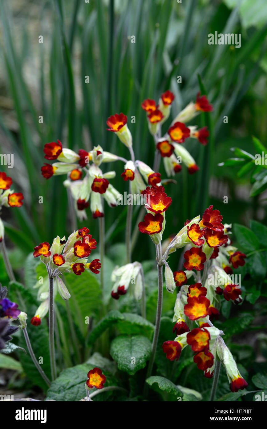Primula veris Sunset Shades, primulas, cowslip, cowslips, red, yellow, form, forms, flower, flowers, flowering, spring, RM Floral Stock Photo