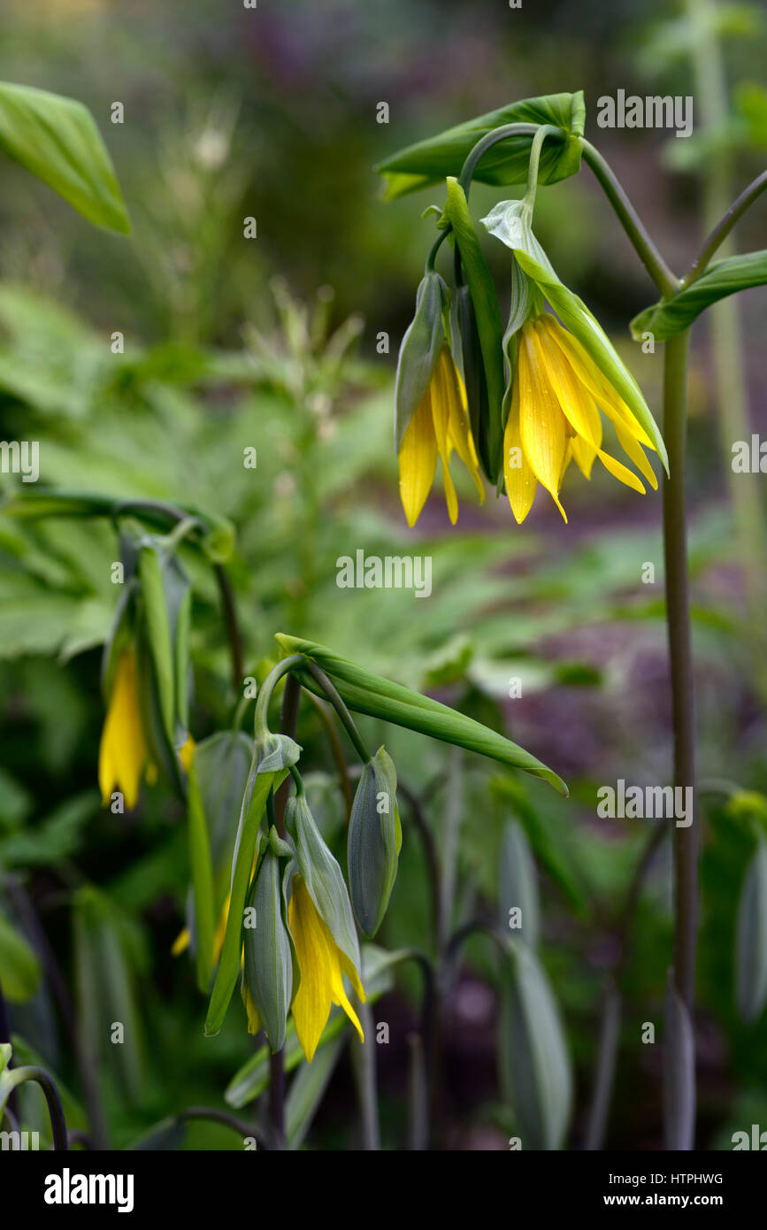Uvularia grandiflora, large-flowered bellwort, merrybells, yellow, flower, flowers, flowering, spring, shade, shady, shaded, wood, woods, woodland, pl Stock Photo