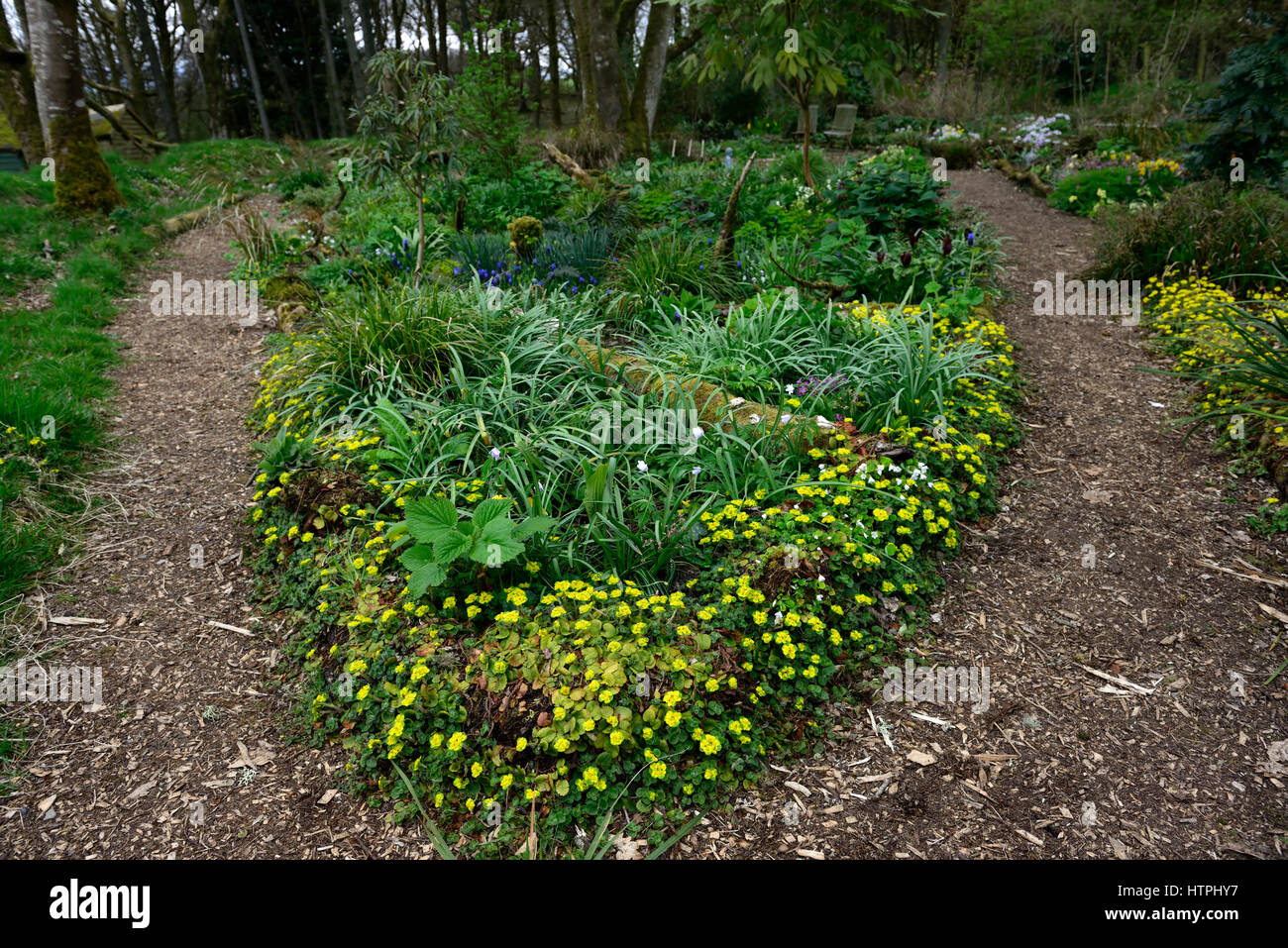 hacquetia epipactis, wildflower, yellow, white, flowers, flower, flowering, woods, woodland, shade, shady, shaded, Stock Photo