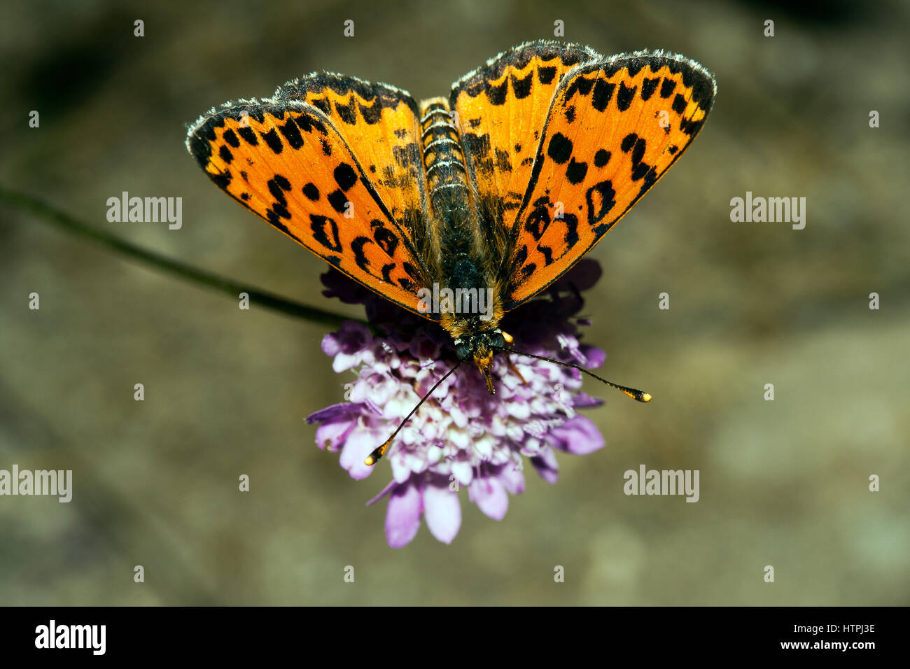 Kingdom:Animalia Phylum: Arthropoda Class: Insecta Order: Lepidoptera Family: Nymphalidae Genus: Melitaea Species: M. didyma Stock Photo