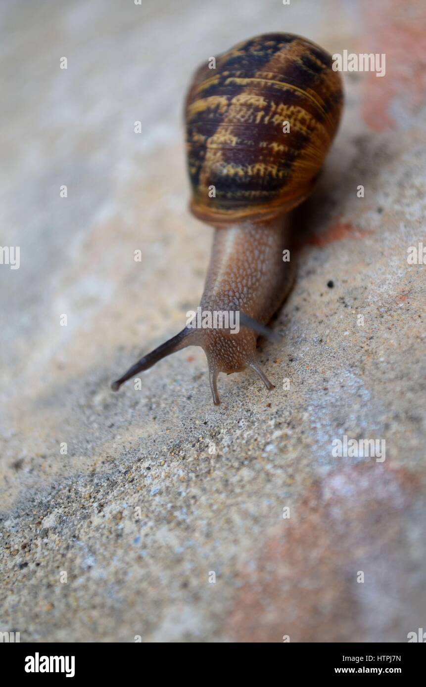 Common Garden Snail Moving Across Concrete In Backyard Stock Photo Alamy Common Garden Snail Moving Across Concrete In Backyard Stock Photo Alamy