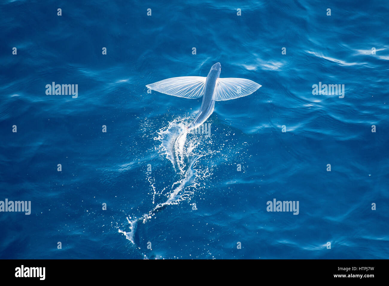 Flying Fish Species in mid air, scientific name unknown, several hundred miles off Mauritania, North Africa, Atlantic Ocean. Stock Photo