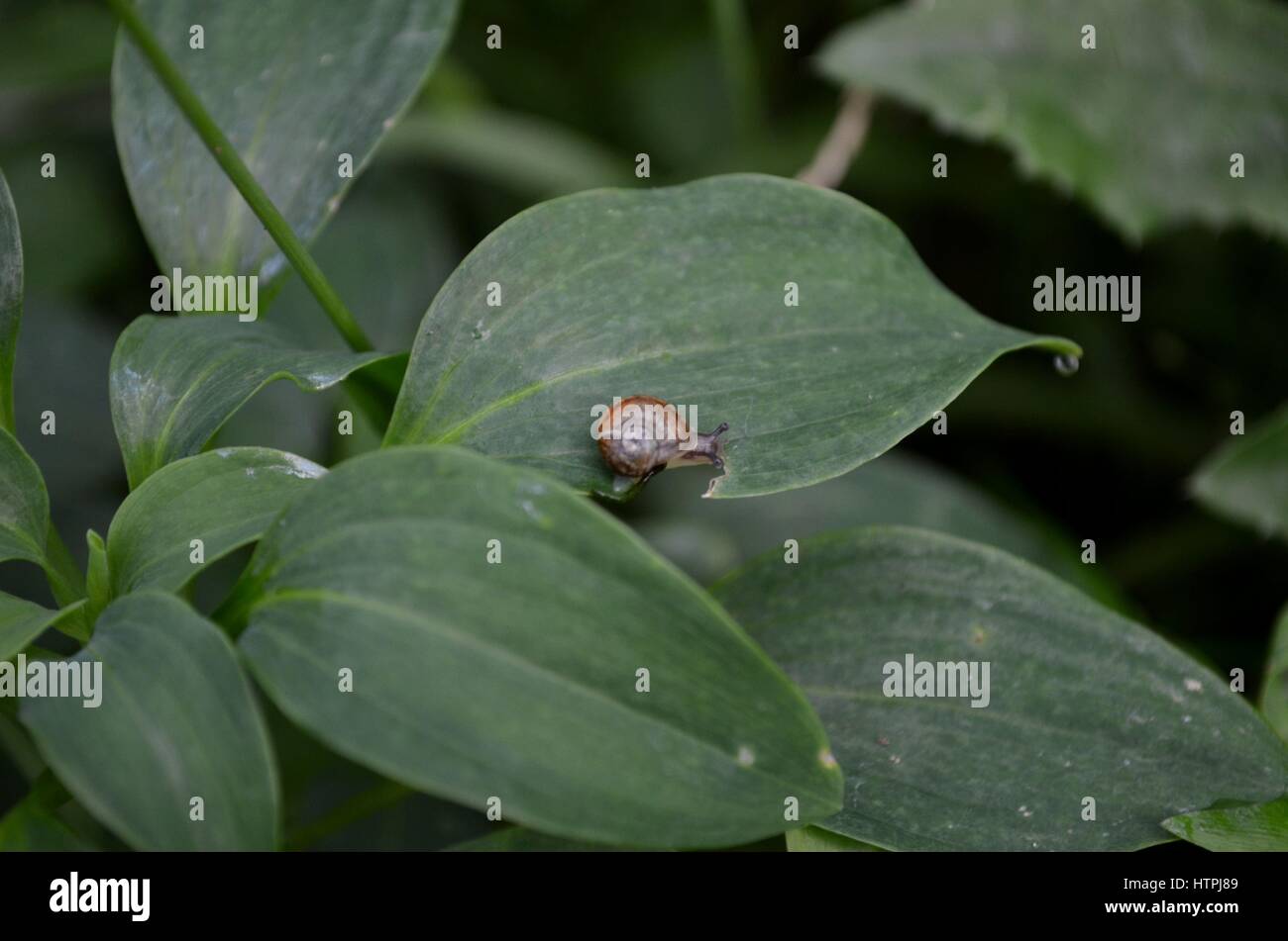 Tiny baby common garden snail on broad green leaf Stock Photo