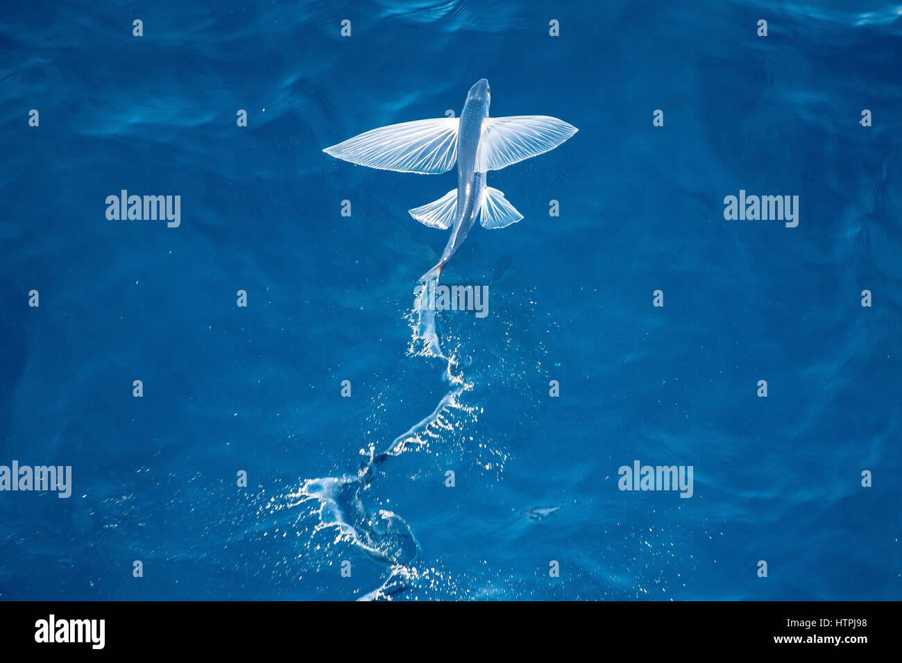 Flying Fish Species taking off, scientific name unknown, several hundred miles off Mauritania