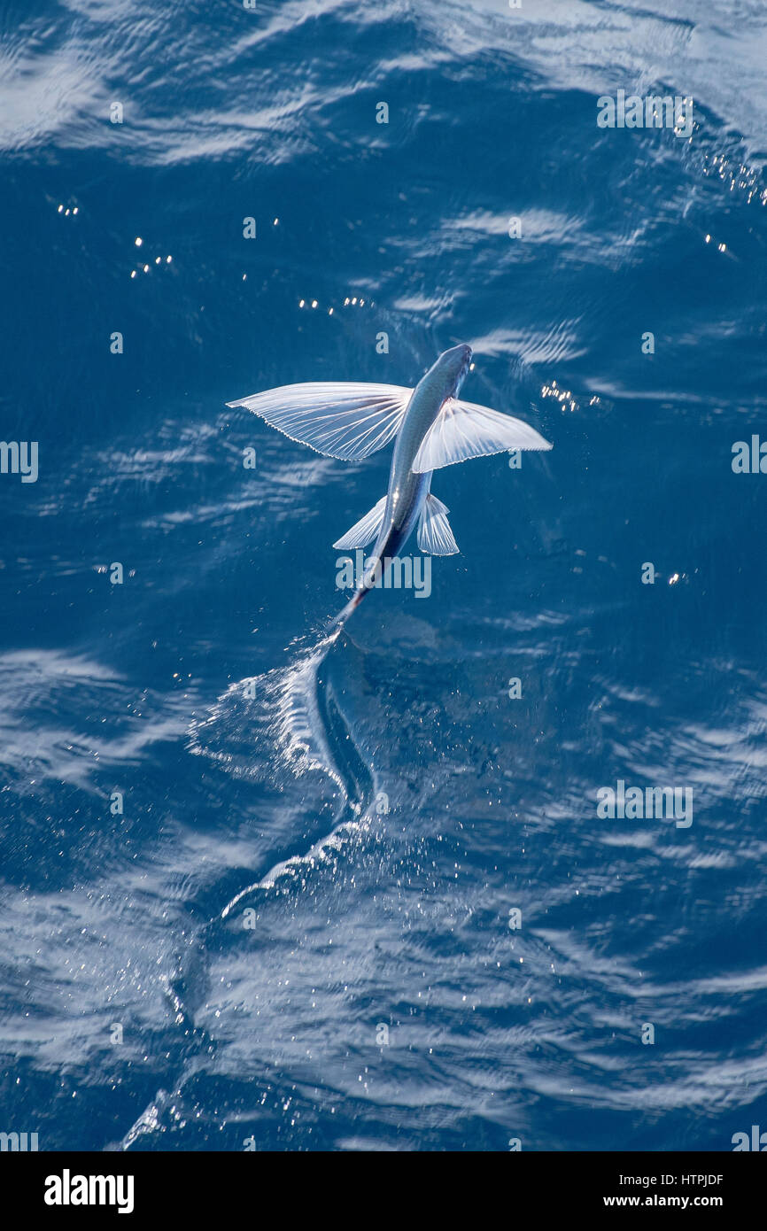 Flying Fish Species in mid air, scientific name unknown, several hundred miles off Mauritania, North Africa, Atlantic Ocean. Stock Photo