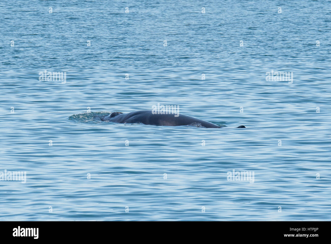 Common minke whale or northern minke whale, Balaenoptera acutorostrata, surfacing with blowhole visible, Reykjavik, Iceland Stock Photo