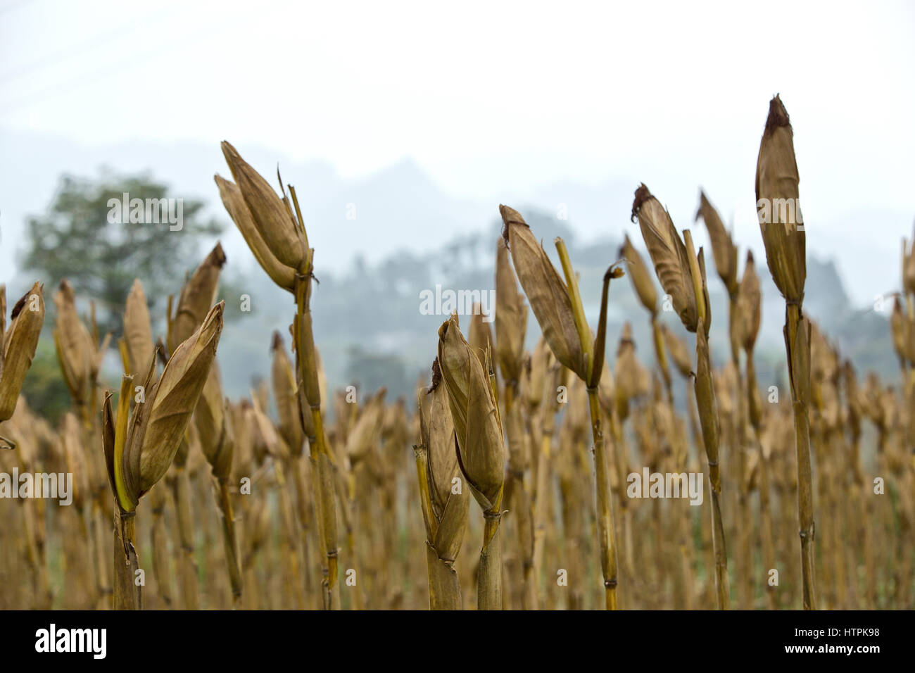 Corn field, drying stalks with husk, Zea mays, Poaceae family, moddy sky, Bac Ha vicinity. Stock Photo