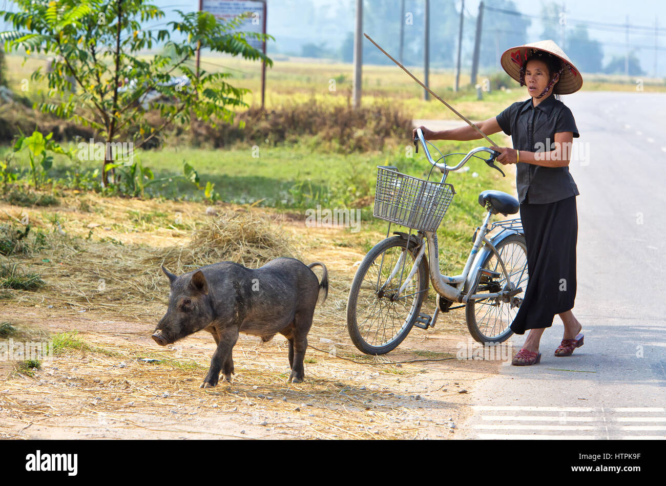 Farmer walking along roadway, guiding young pig. Stock Photo
