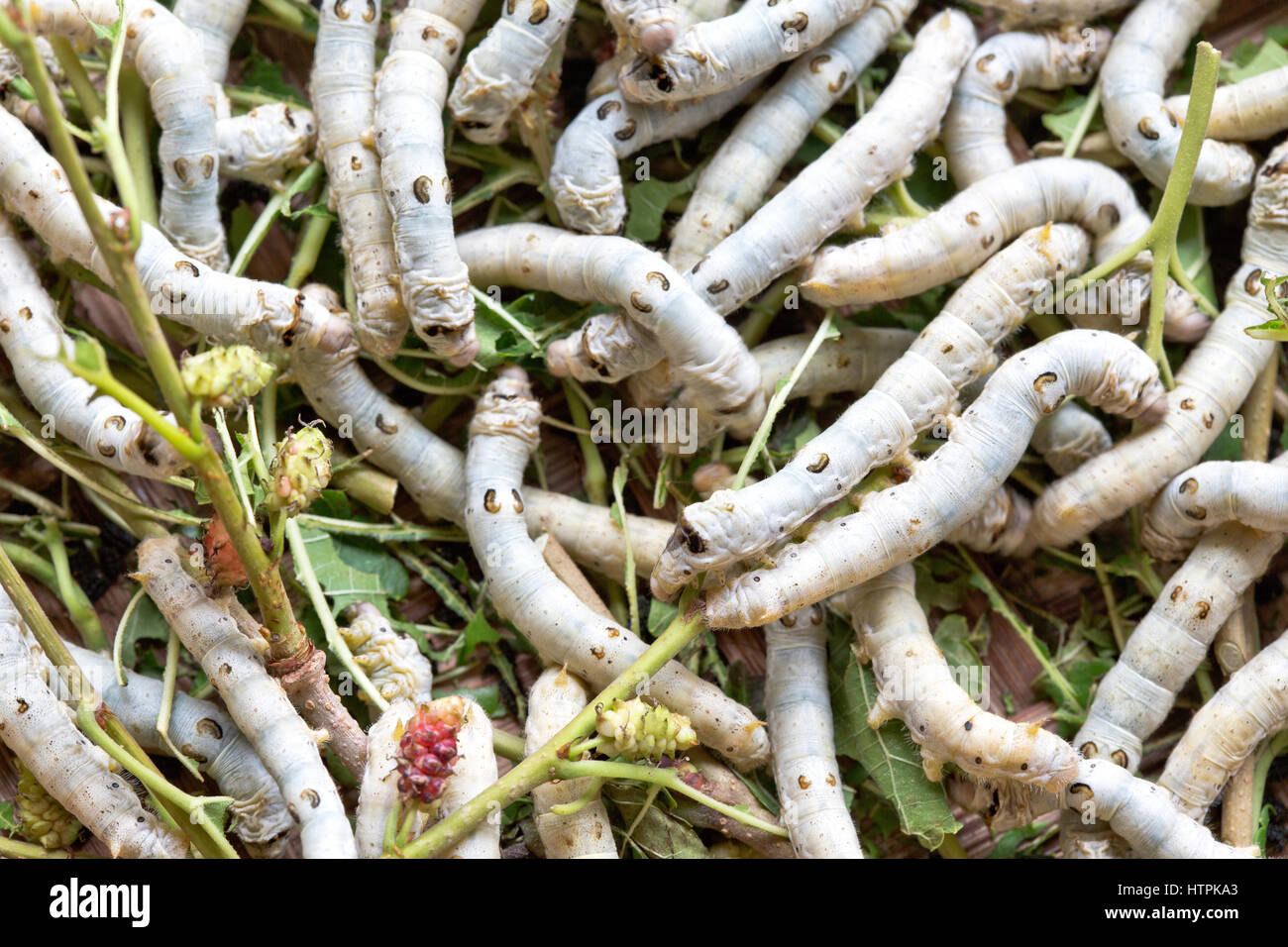 Closeup of Silkworms  'Bombyx mori'  feeding on  Mulberry  'Morus alba ' leaves, Hoi An. Stock Photo