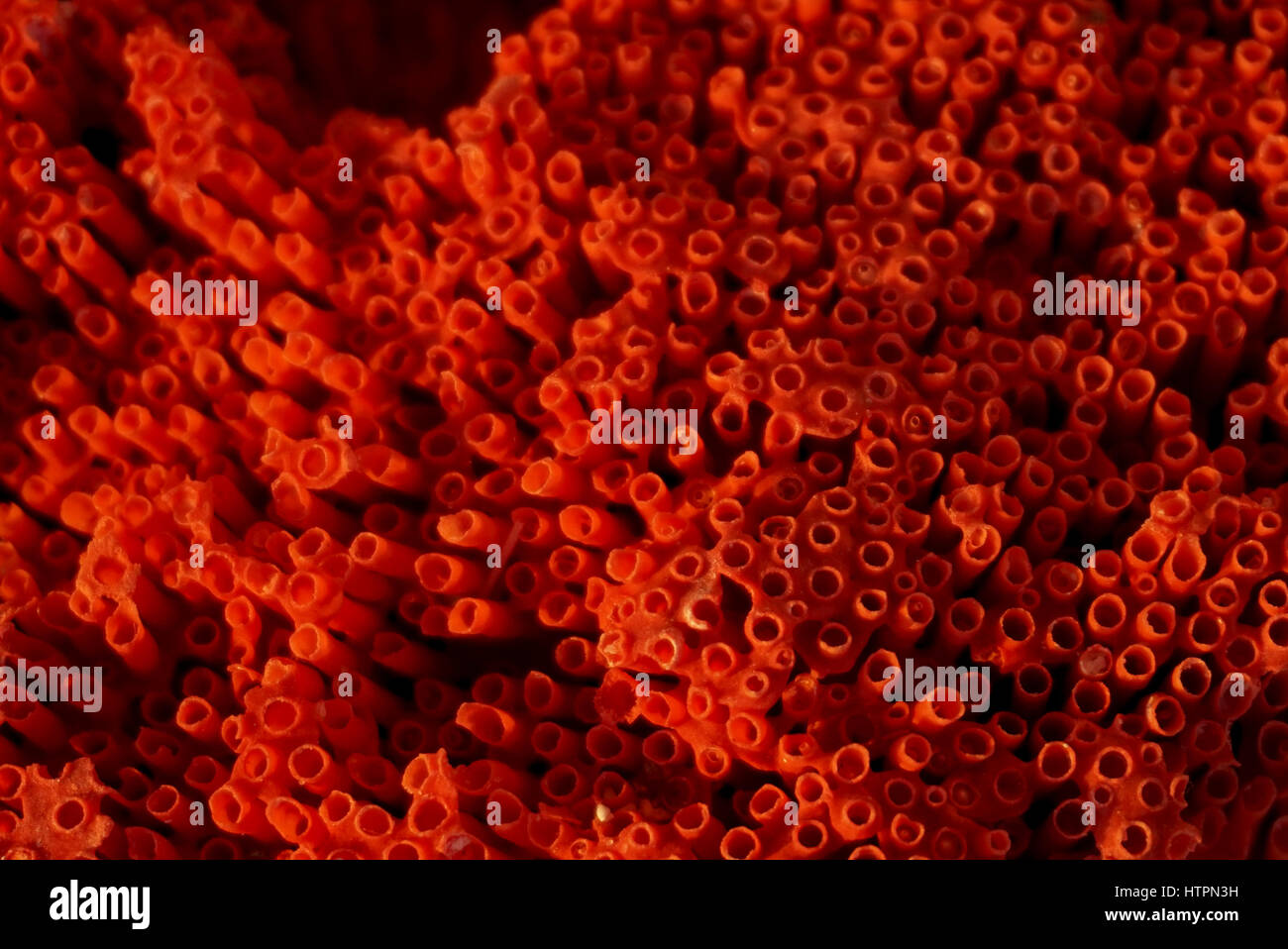 Red coral Stock Photo