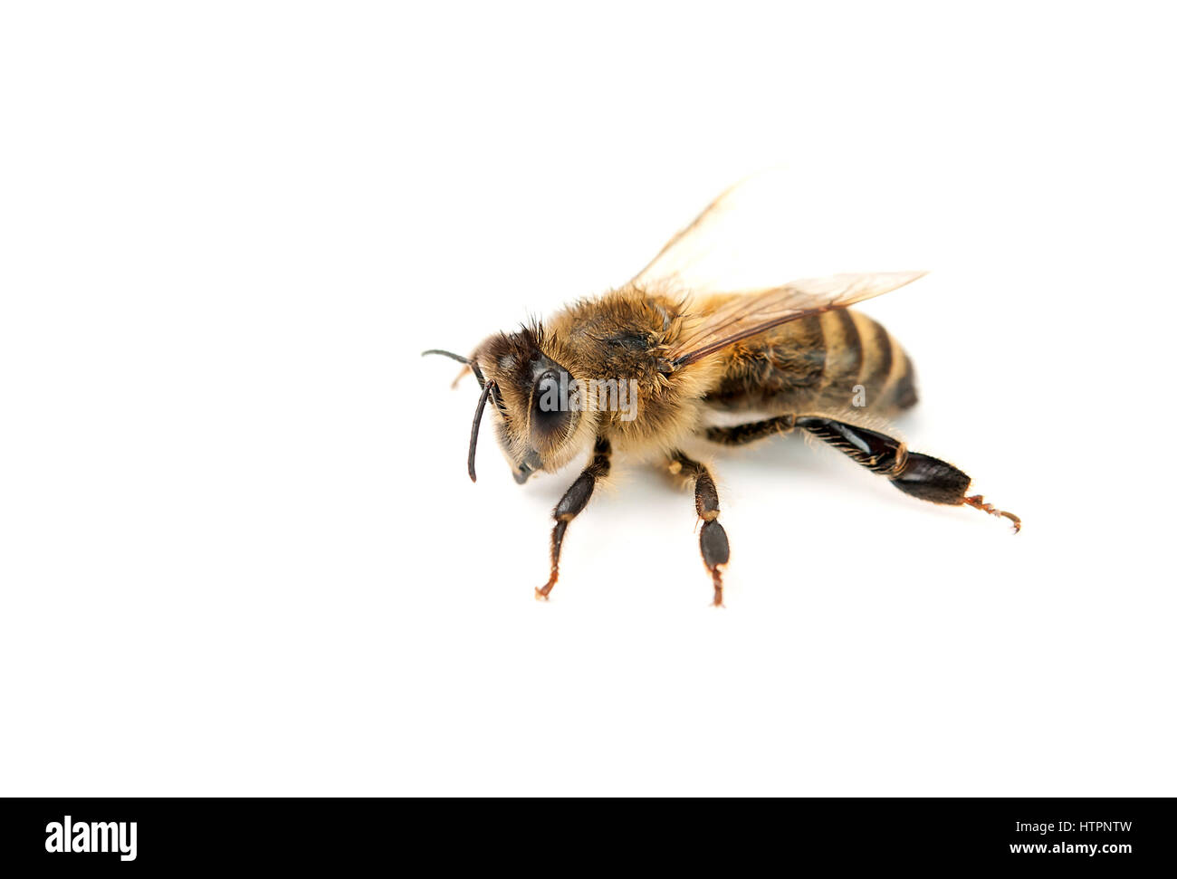 bee isolated on white background Stock Photo - Alamy