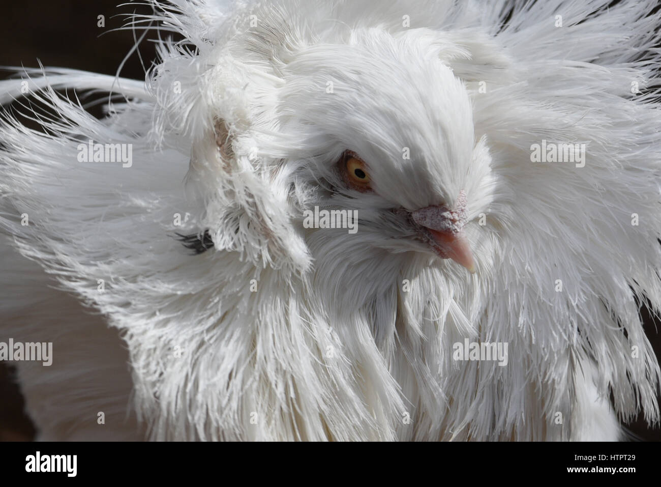 Madrid, Spain. 13th Mar, 2017. A Jacobin pigeon pictured with its feathered hood agitated by wind at Madrid zoo, where the strong gusts of wind reached 65 kilometres an hour during the afternoon hours. Credit: Jorge Sanz/Pacific Press/Alamy Live News Stock Photo
