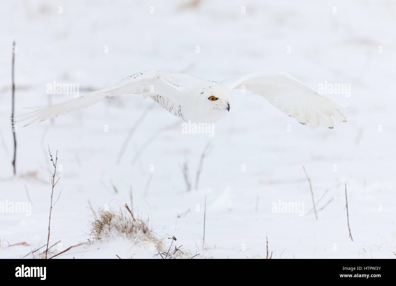 The Snowy Owl (Bubo scandicus) is a large white owl of the typical owl ...