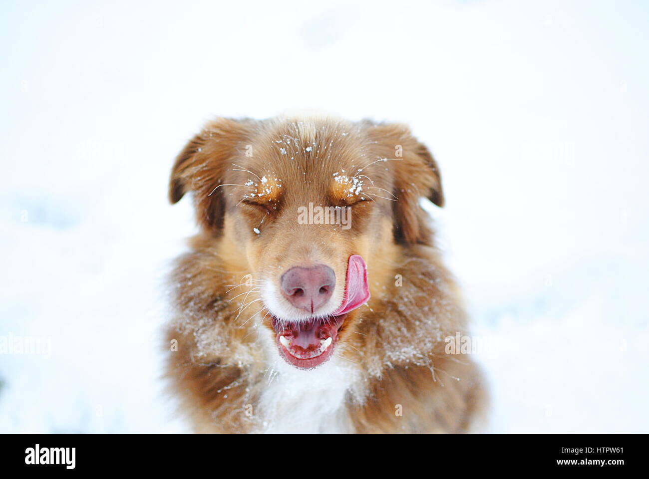 Why Does My Australian Shepherd Lick So Much