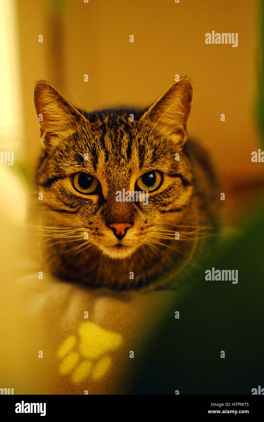 tabby cat looking into camera Stock Photo