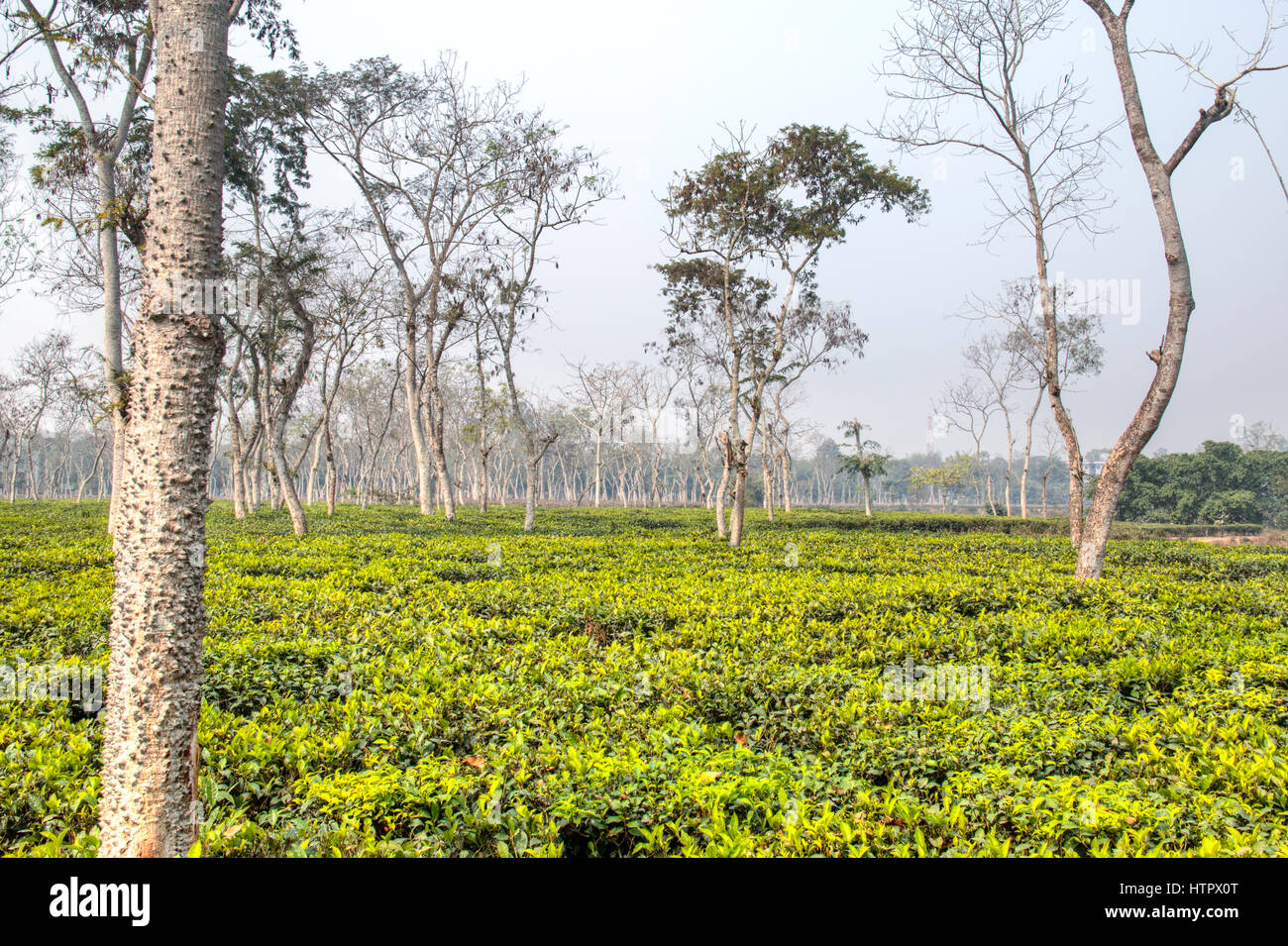 Tea fields in Srimangal in the Sylhet division of Bangladesh Stock Photo
