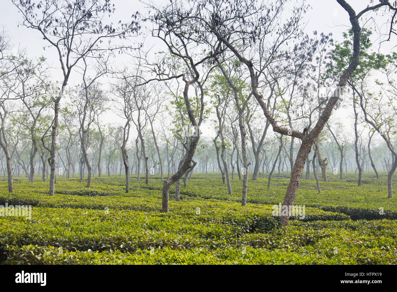 Tea fields in Srimangal in the Sylhet division of Bangladesh Stock Photo