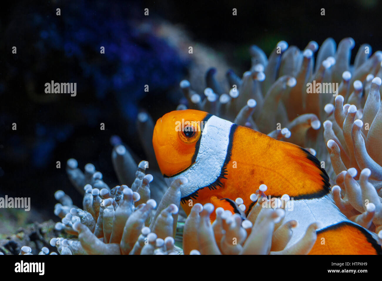 Coral And Fish In The Red Sea Egypt Photo Of A Tropical Fish On A