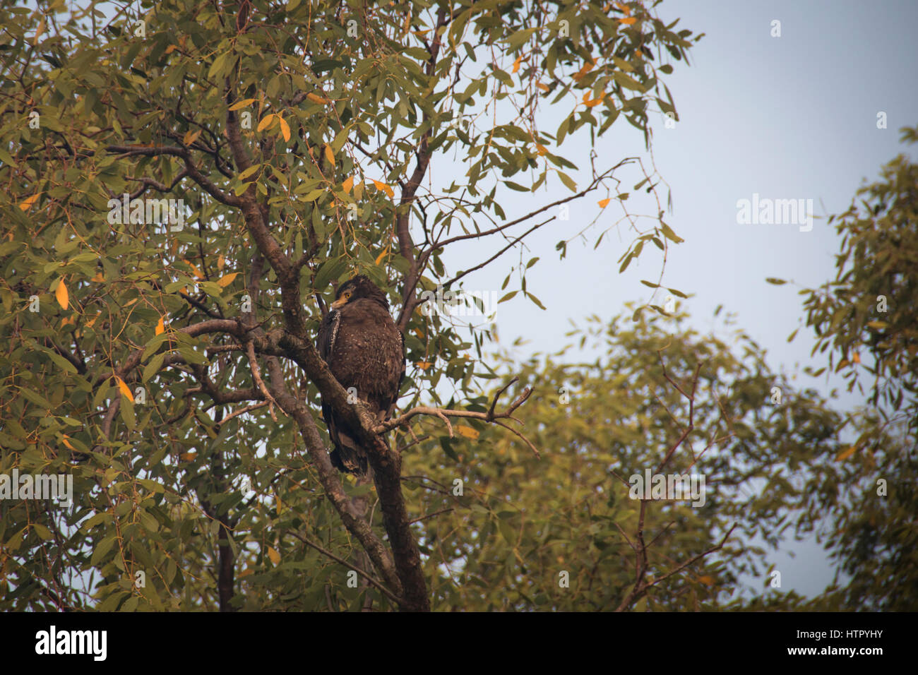 Crested Serpent Eagle in the Sundarbans national park, famous for its Royal Bengal Tiger in Bangladesh Stock Photo