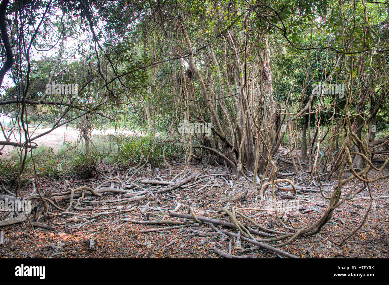 Sundarbans mangrove hires stock photography and images Alamy
