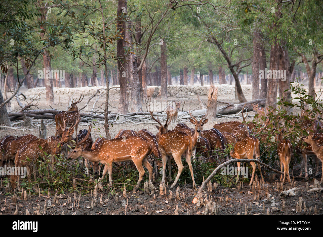 Spotted deer in the Sundarbans national park, famous for its Royal Bengal Tiger in Bangladesh Stock Photo - Alamy Spotted deer in the Sundarbans national park, famous for its Royal Bengal Tiger in Bangladesh Stock Photo - Alamy