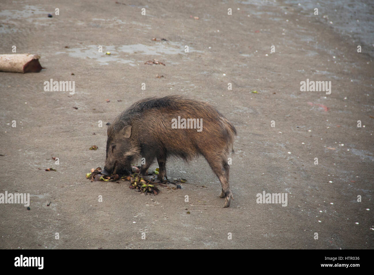 Wild boar in the Sundarbans national park, famous for its Royal Bengal  Tiger in Bangladesh Stock Photo - Alamy