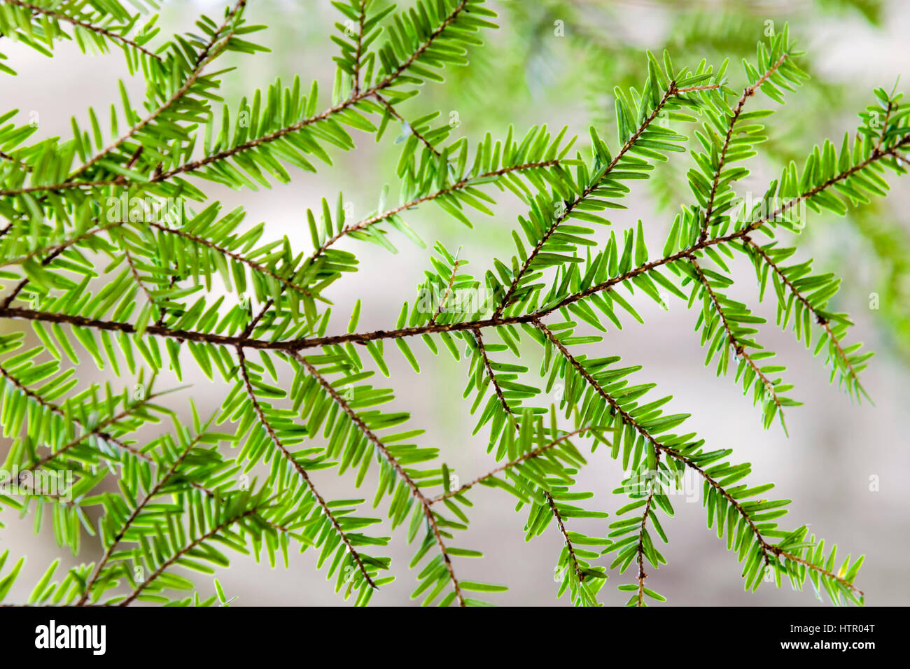 Hemlock tree branch with green needles close up. Stock Photo