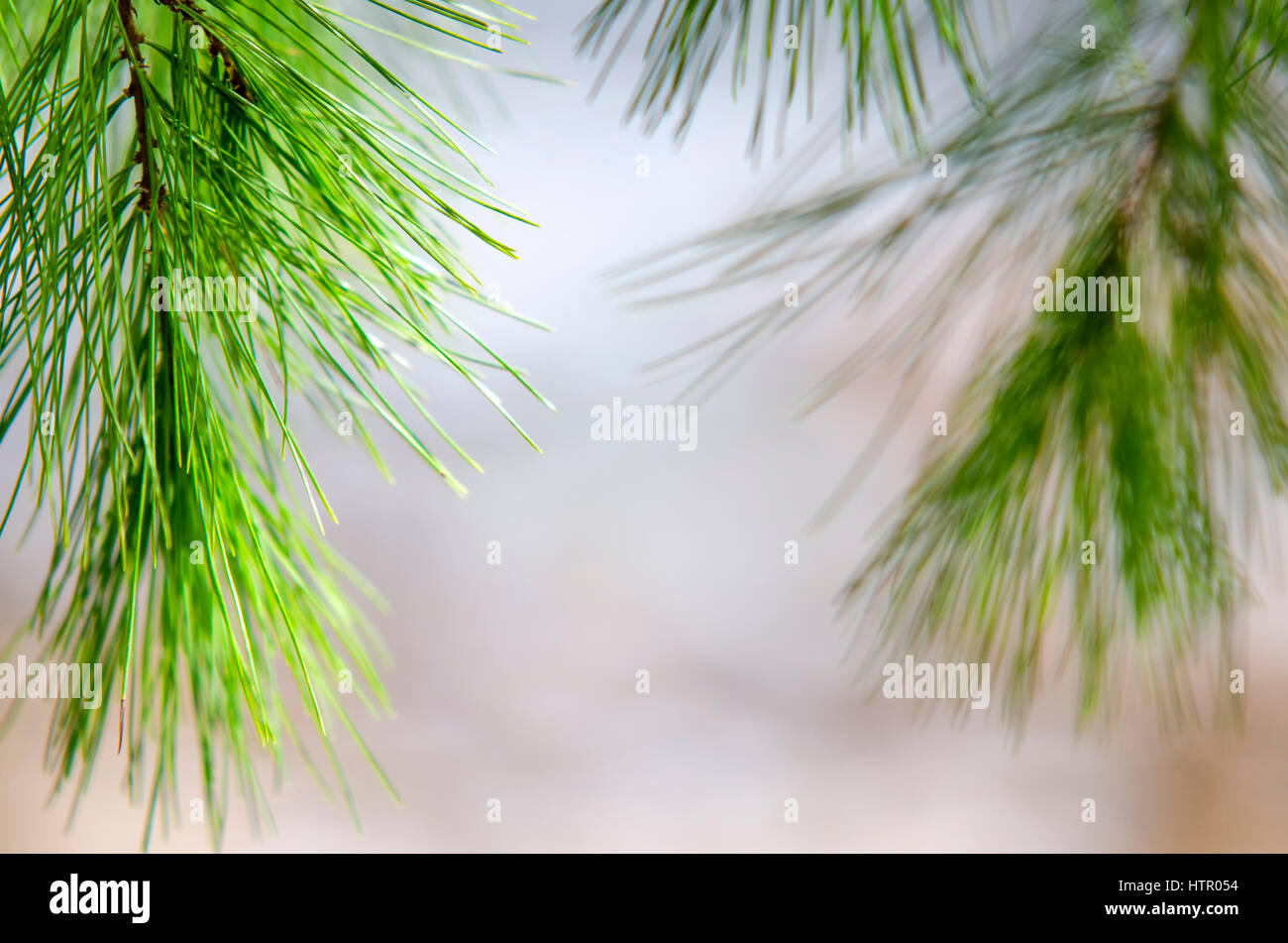 White pine branch with needles on natural background. Stock Photo