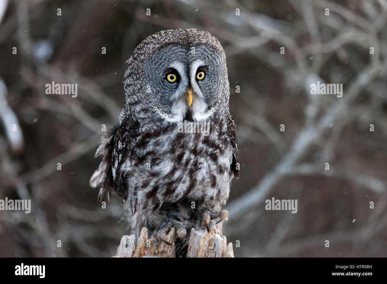 The Great Grey Owl (Strix nebulosa) is one of the largest owls by lenght. It is the only species of the Strix (genus) that is found in both hemisphere Stock Photo