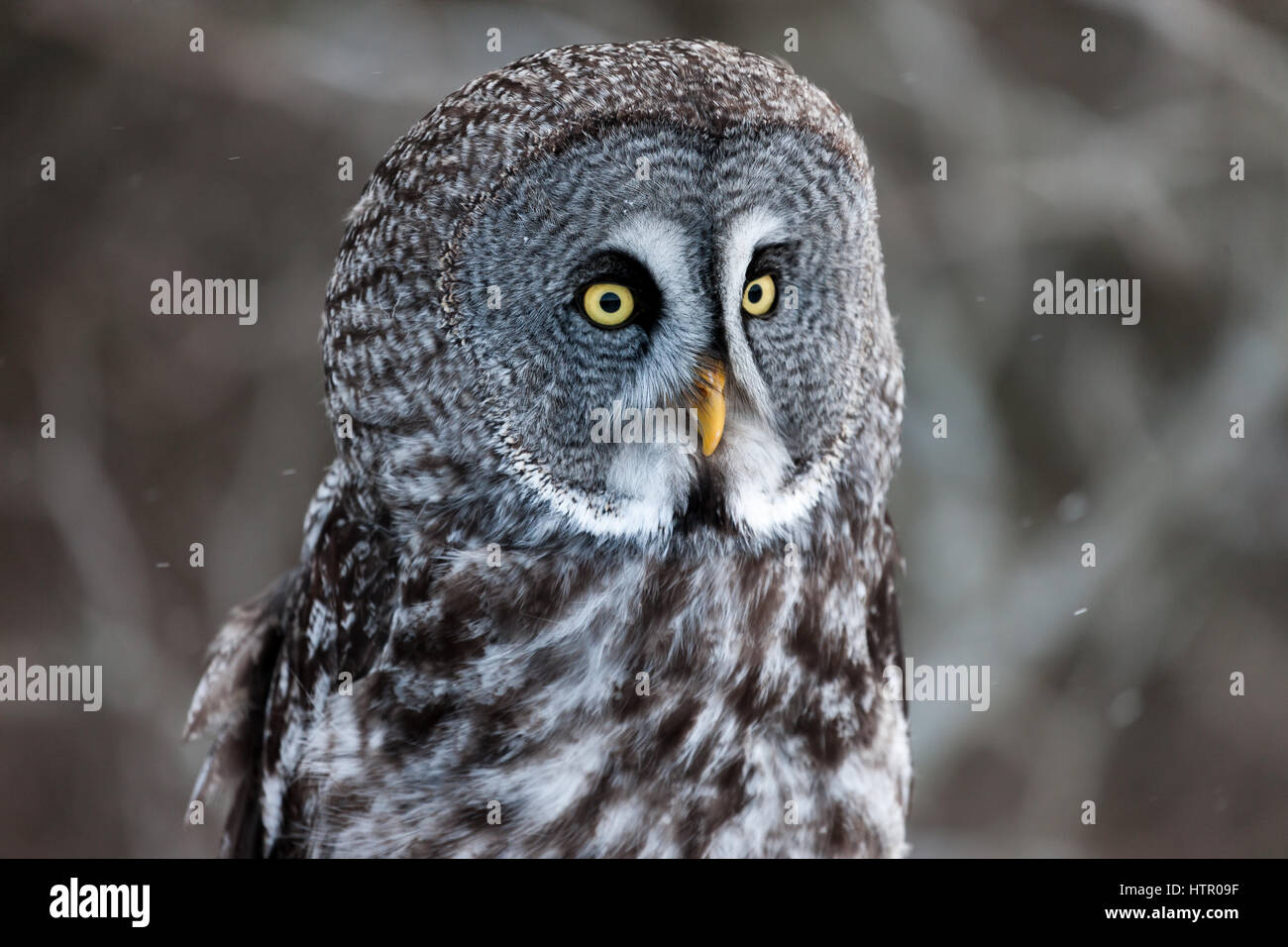 The Great Grey Owl (Strix nebulosa) is one of the largest owls by lenght. It is the only species of the Strix (genus) that is found in both hemisphere Stock Photo